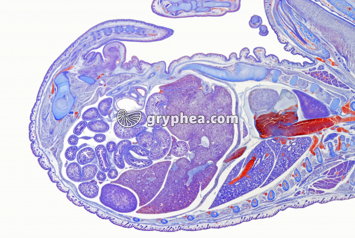 Embryon de Souris détail de la partie caudale CL x3 - gryphea.com